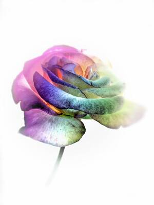 Designs Similar to Rainbow Rose by Marianna Mills