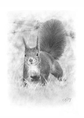  Drawing - Red Squirrel by Chris Mosley