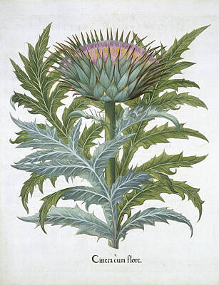 Artichoke Art Prints