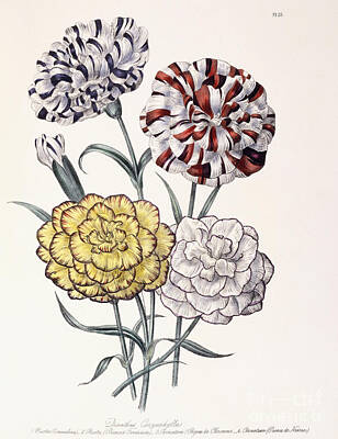 Designs Similar to A variety of Carnations