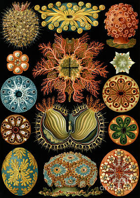 Designs Similar to Ascidiae by Ernst Haeckel