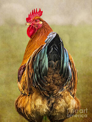 Male Chicken Digital Art