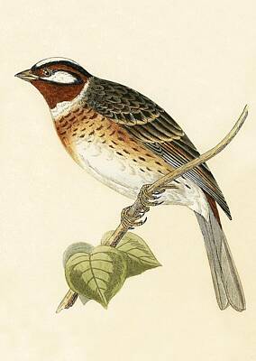 Designs Similar to Pine Bunting by English School