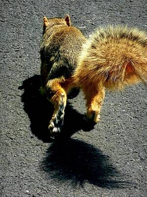 Runaway Fox Squirrel Art