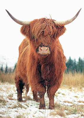 Animal Art