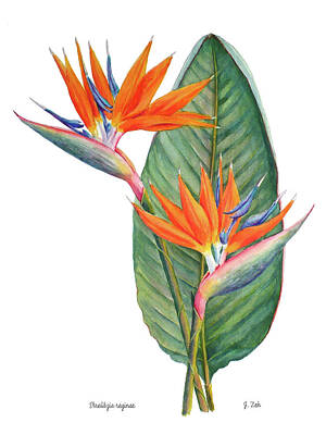  Painting - Strelitzia reginae Bird of Paradise by Janet Zeh