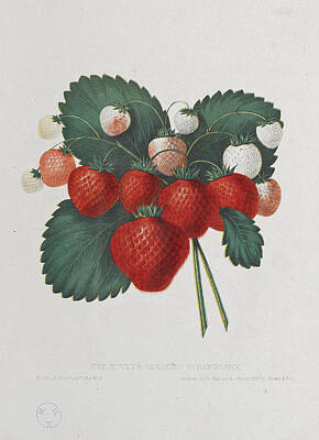 Designs Similar to The Hovey's seedling Strawberry