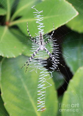 Zipper Spider Photos