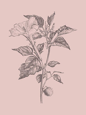 Designs Similar to Datura Blush Pink Flower #1
