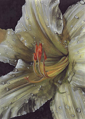 Daylily Paintings