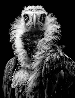 Vulture Art