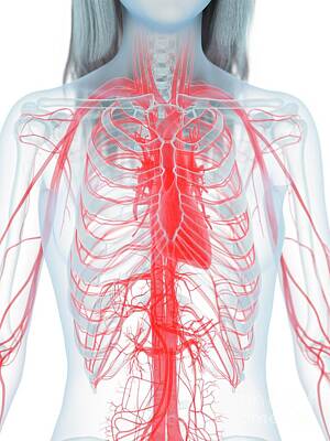 Designs Similar to Cardiovascular System #21