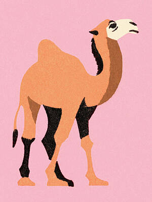 Camel Drawings