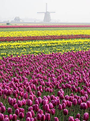 Designs Similar to Close-up Of Tulips #9