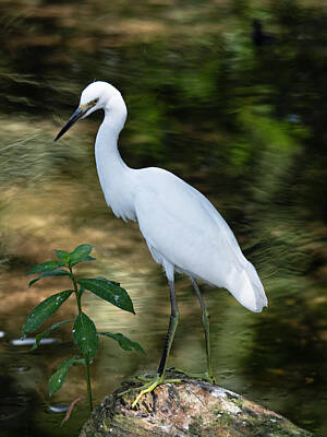Large Egret Art