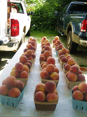 Farmer's Market Peaches Original Artwork