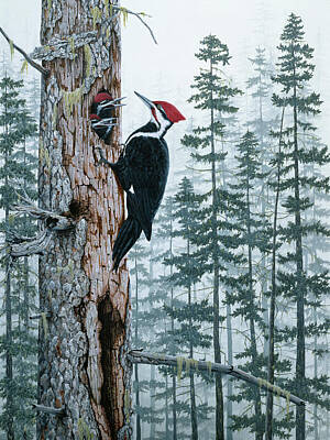 Red Headed Woodpecker Art Prints