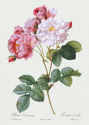 Designs Similar to Rosa Damascena, 1817