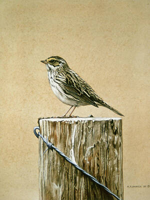 Savannah Sparrow Art