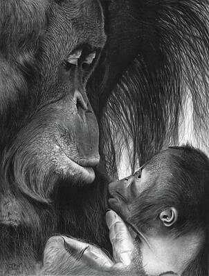 Orangutan Drawings