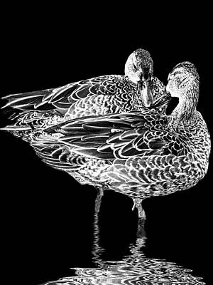  Photograph - Blue-winged teals with reflection in black and white by Perla Copernik