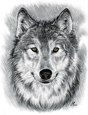 Canidae Drawings