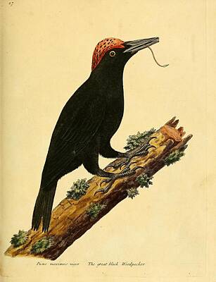 Great Black Woodpecker Mixed Media