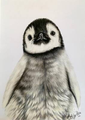 Emperor Penguins Drawings