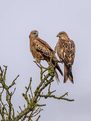  Photograph - Red Kites by David Wood