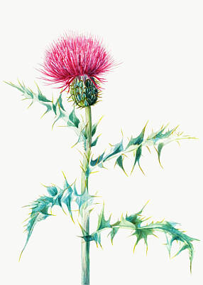 Thistle Drawings