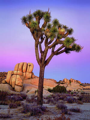  Photograph - Violet Twilight by Kirk Owens