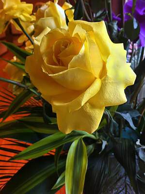  Photograph - Yellow Rose by Tim Stanley