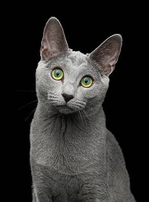 11X14 RUSSIAN BLUE MARTINI GLASS Gray Cat Art PRINT 