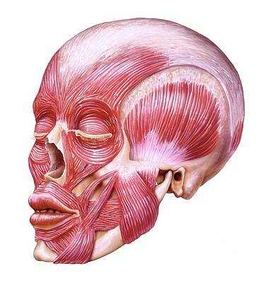 Designs Similar to Muscular System Of The Head #1
