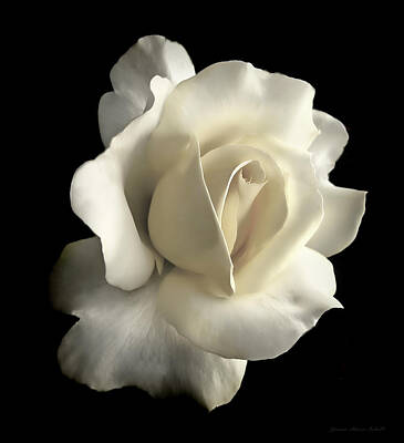 Designs Similar to Grandeur Ivory Rose Flower