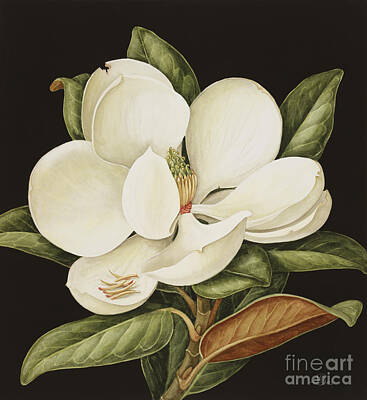 Magnolia Paintings
