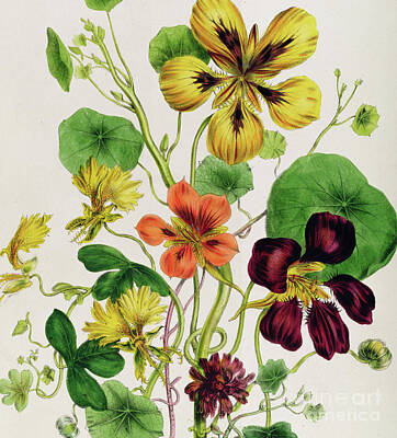 Nasturtium Drawings