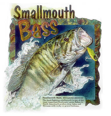 Smallmouth Bass Drawings