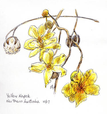 Drawing - Yellow Kapok by Anne Huth