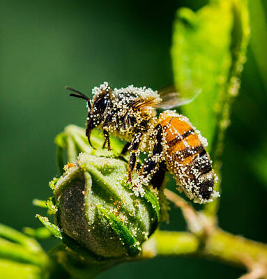 Pollen Covered Bee Art