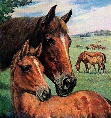 Mare And Foal Drawings
