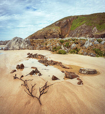  Photograph - Branches and puddles on a France beach by Sasha Samardzija