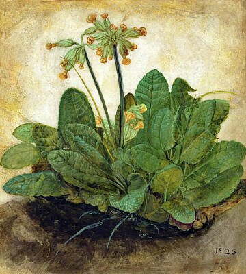 COWSLIP FLOWERING HERB PLANT ILLUSTRATION PAINTING ART REAL CANVAS PRINT 