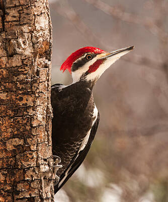 Woody Woodpecker Photos