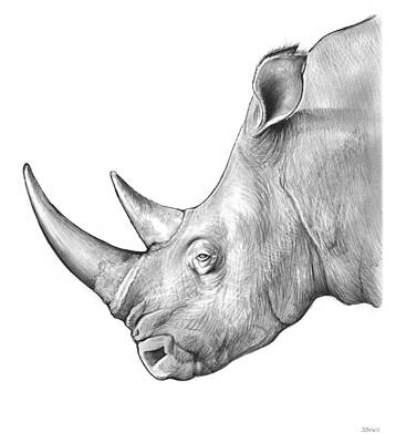 Rhino Drawings