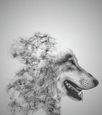 Wolf Face Art Prints