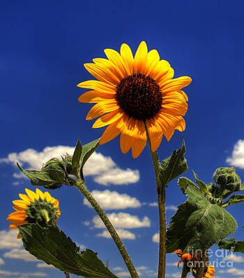 Designs Similar to Sunflower by Pete Hellmann