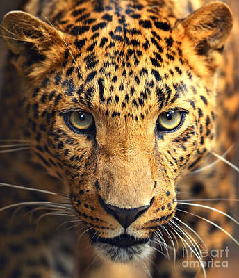 Leopard Photos