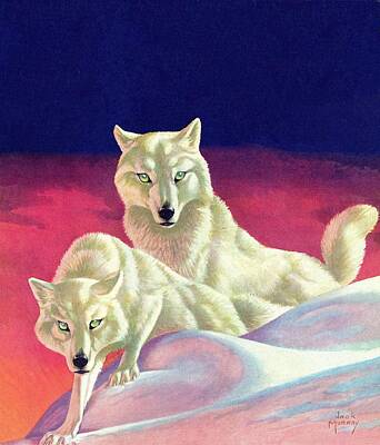 Tundra Wolf Drawings