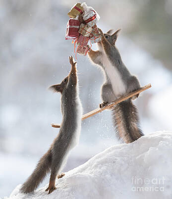  Photograph - Squirrel, red squirrel, Sciurus vulgaris, Eurasian red squirrel, by Geert Weggen